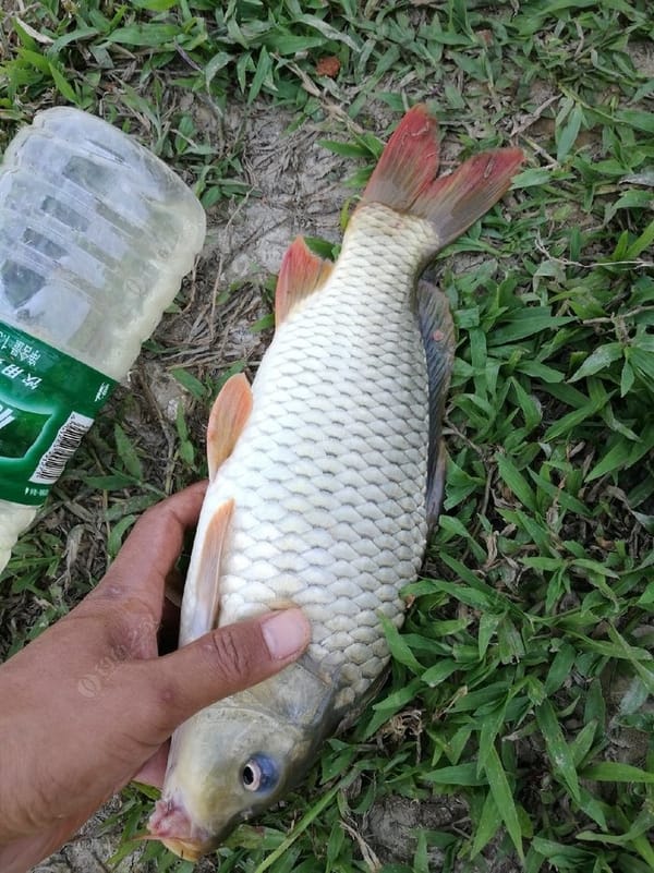 Other special categories/additional postage/price difference